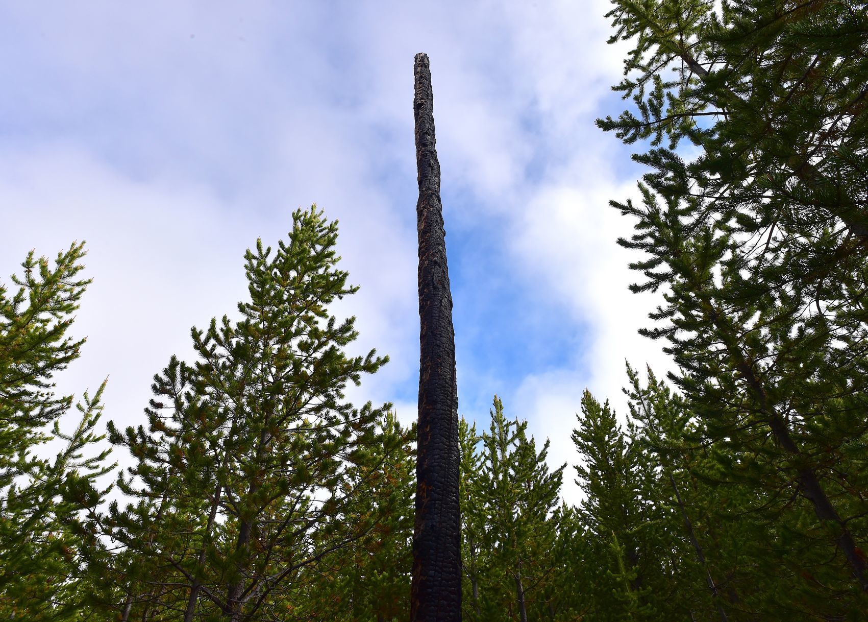 Fire burned snag